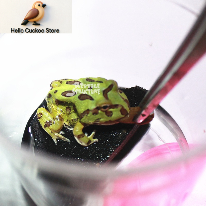 Гранулированный корм для рогат – обзор и цена Calcium Powder Reptile